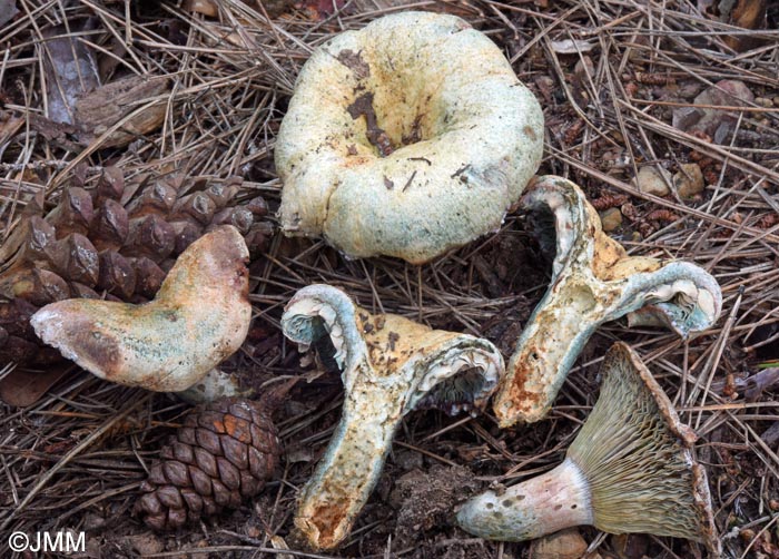 Lactarius cyanopus