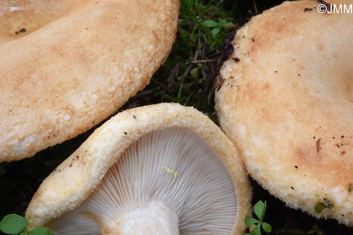 Lactarius intermedius