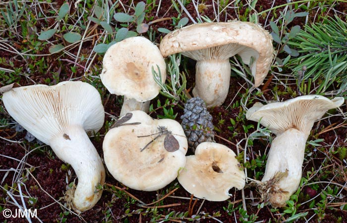 Lactarius musteus