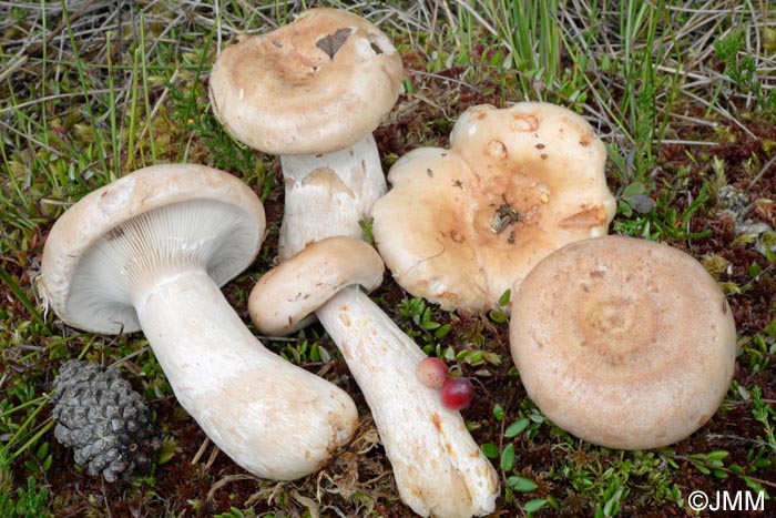 Lactarius musteus