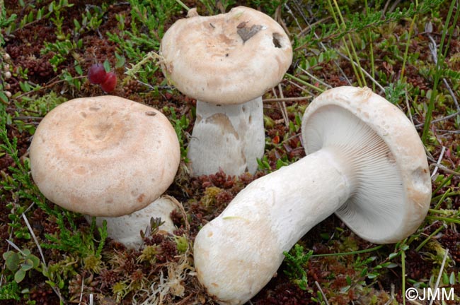 Lactarius musteus