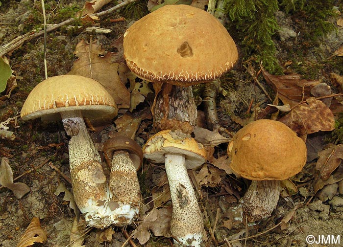 Leccinum versipelle f. flavescens