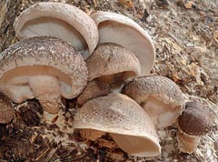 Lentinula edodes