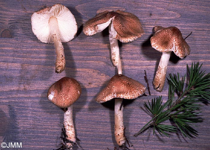 Lepiota clypeolarioides