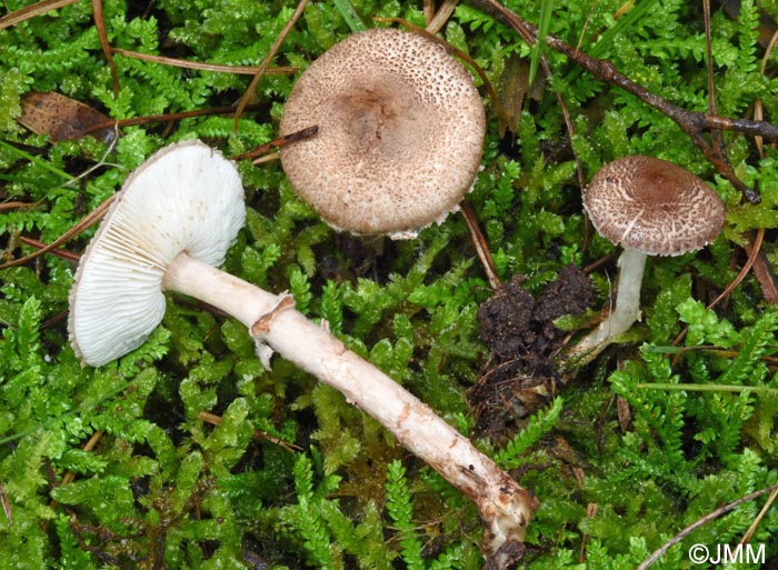 Lepiota subgracilis = Lepiota kuehneriana