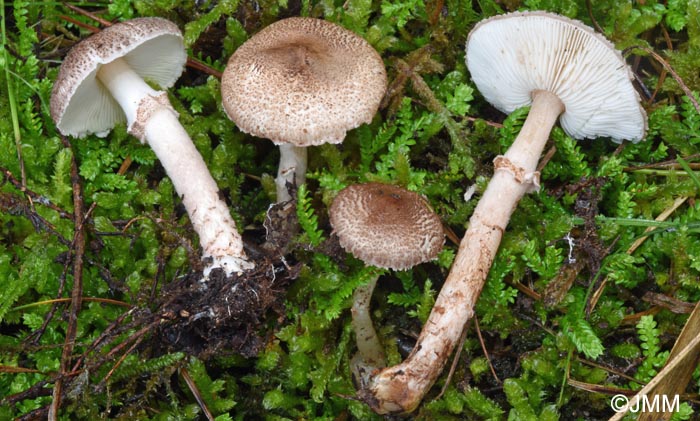 Lepiota subgracilis = Lepiota kuehneriana