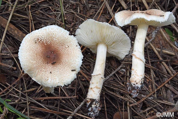 Lepiota subgracilis = Lepiota kuehneriana