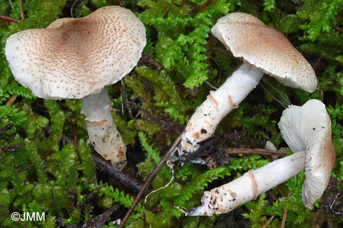 Lepiota subgracilis = Lepiota kuehneriana