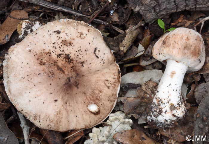 Leucoagaricus cupresseus