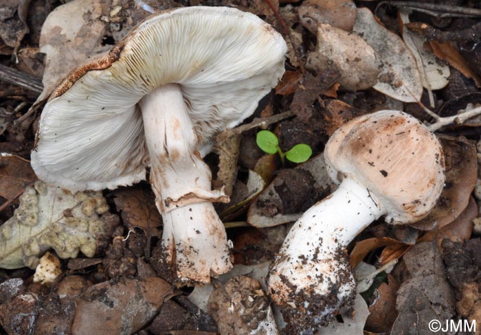 Leucoagaricus cupresseus