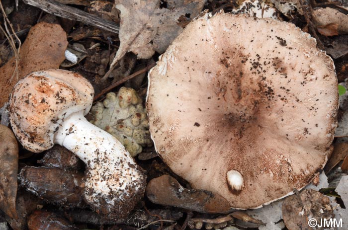 Leucoagaricus cupresseus