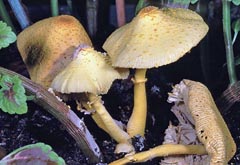 Leucocoprinus birnbaumii