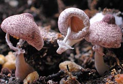 Leucocoprinus ianthinus