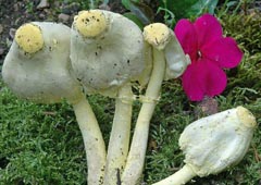 Leucocoprinus straminellus