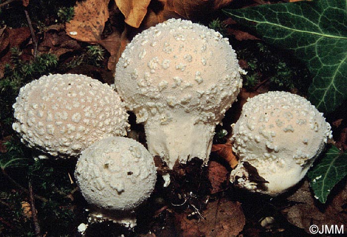 Lycoperdon mammaeforme = Lycoperdon mammiforme