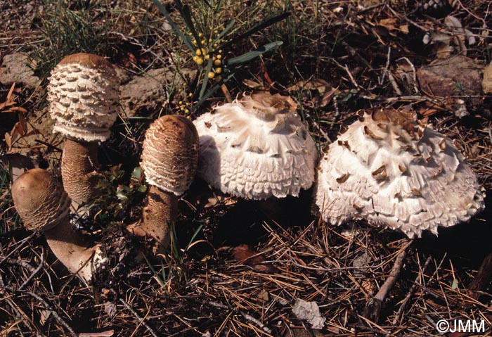 Macrolepiota cf. procera