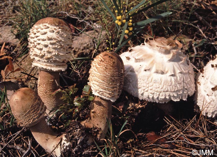 Macrolepiota cf. procera