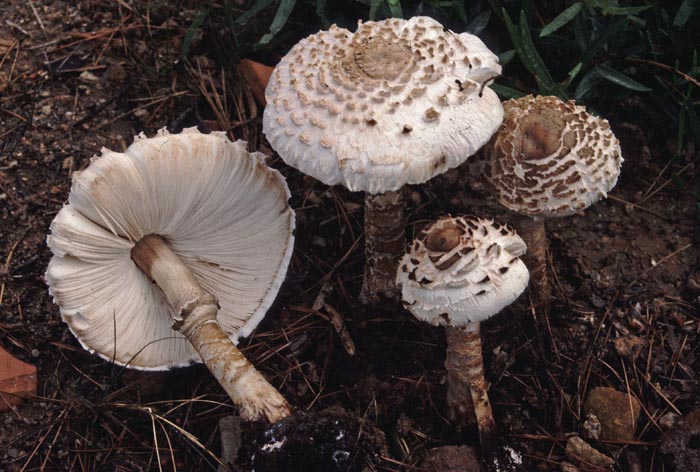 Macrolepiota cf. procera