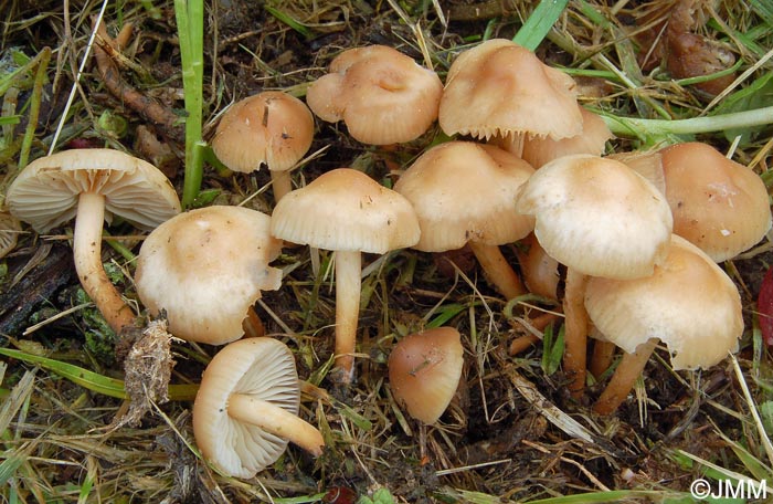 Marasmius oreades