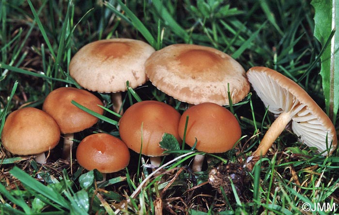 Marasmius oreades