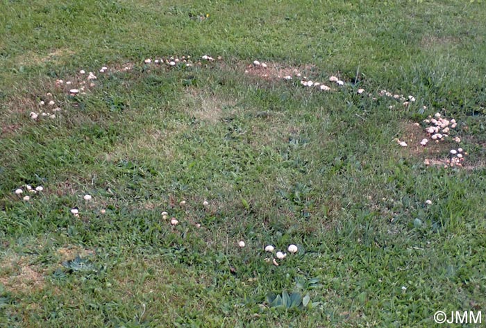 Marasmius oreades