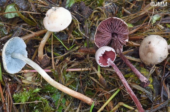 Melanophyllum eyrei & Melanophyllum haematospermum