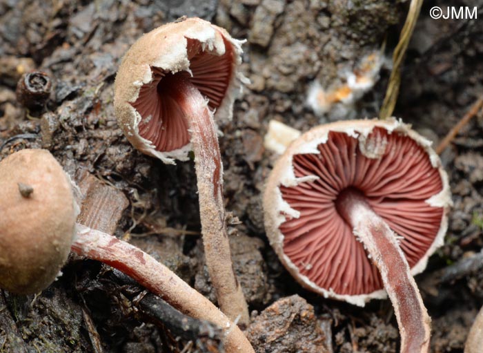 Melanophyllum haematospermum