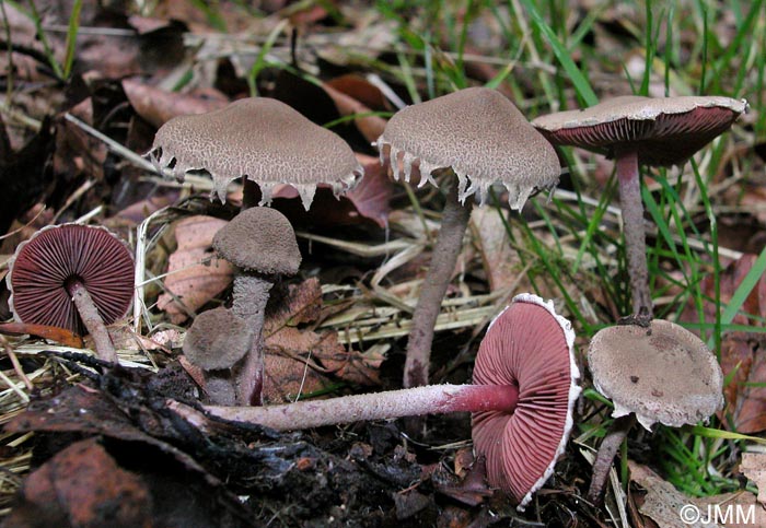 Melanophyllum haematospermum