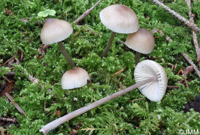 Mycena abramsii