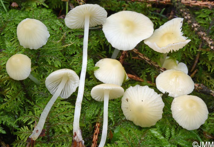 Mycena flavoalba