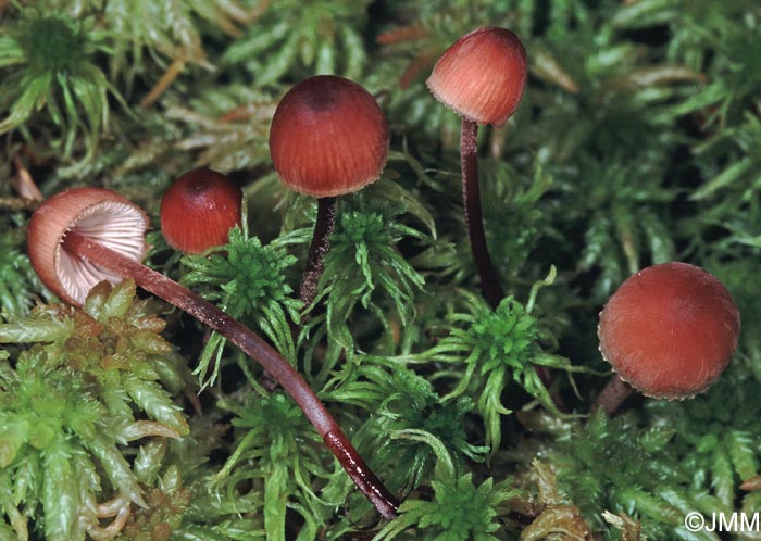 Mycena haematopus