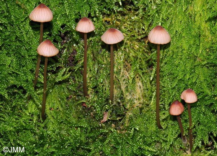 Mycena sanguinolenta