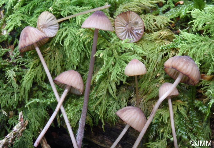 Mycena sanguinolenta