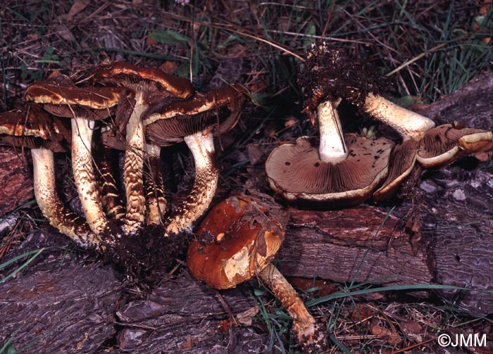 Pholiota chocenensis