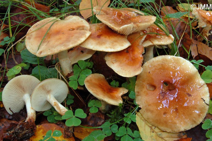 Pholiota spumosa