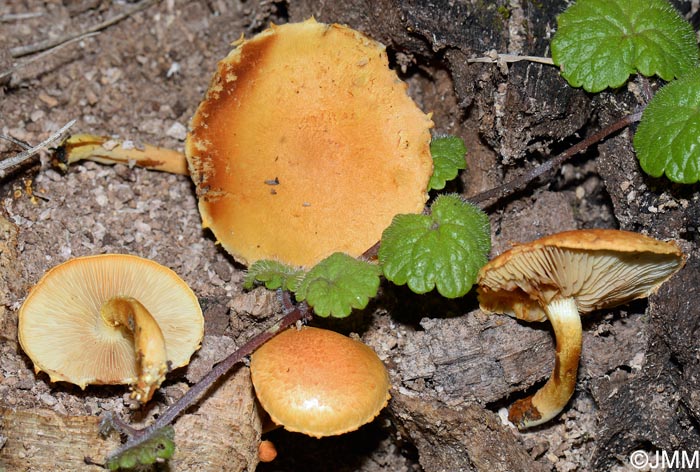 Pholiota tuberculosa = Pleuroflammula tuberculosa