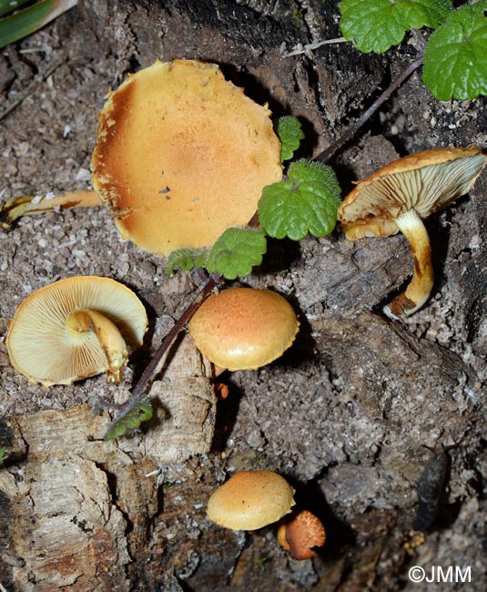 Pholiota tuberculosa = Pleuroflammula tuberculosa