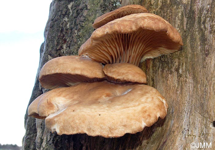 Pleurotus ostreatus