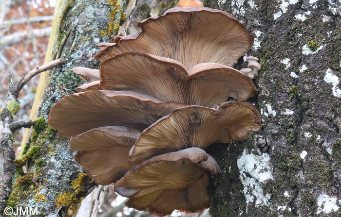 Pleurotus ostreatus