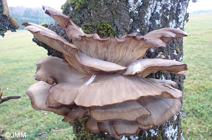 Pleurotus ostreatus