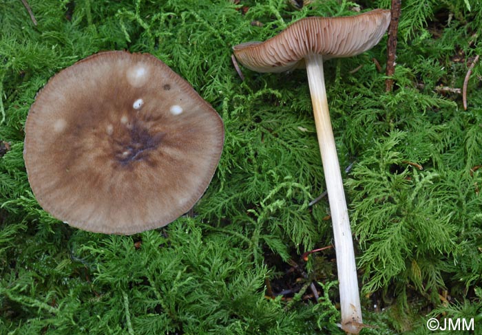 Pluteus griseoluridus