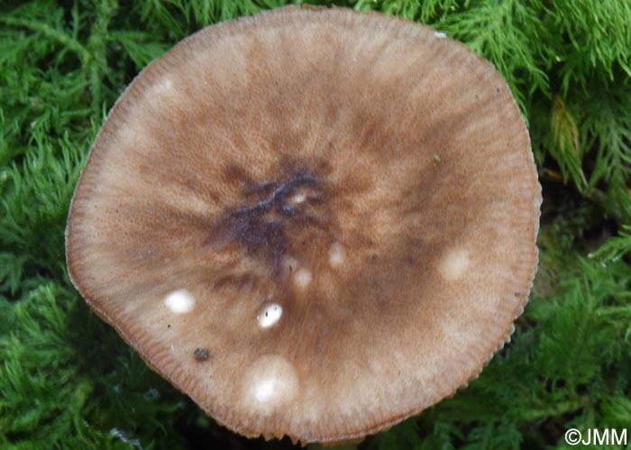 Pluteus griseoluridus