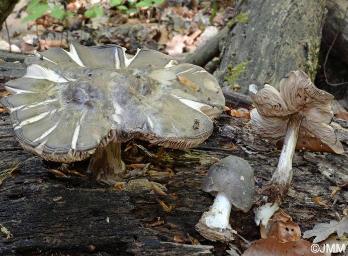 Pluteus murinus