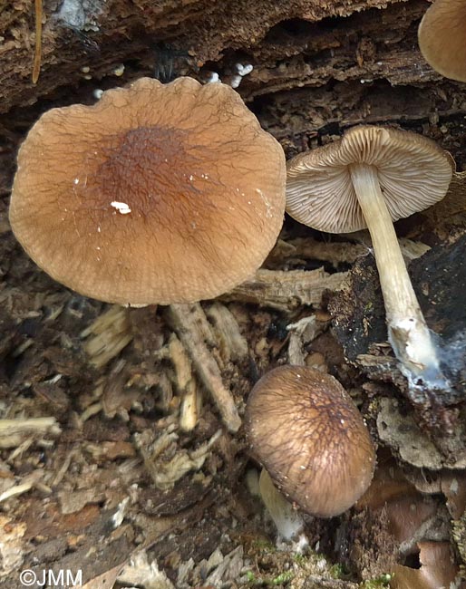 Pluteus phlebophorus