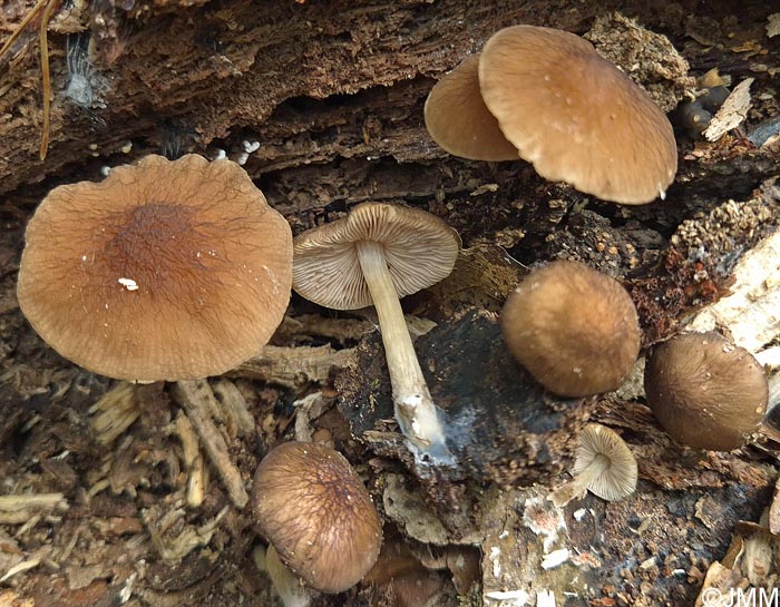 Pluteus phlebophorus