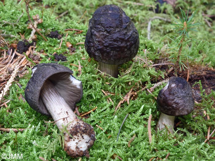 Pluteus tricuspidatus = Pluteus atromarginatus = Pluteus nigrofloccosus