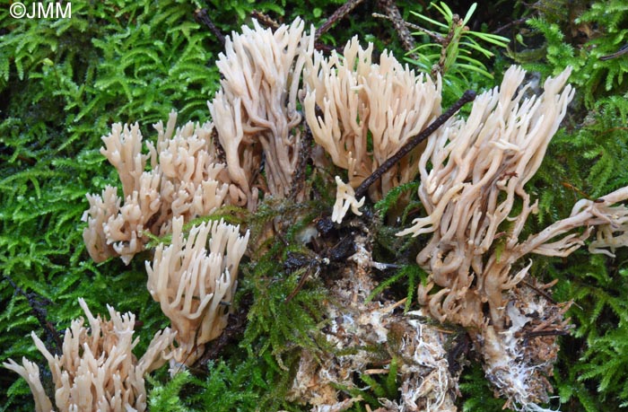 Ramaria suecica