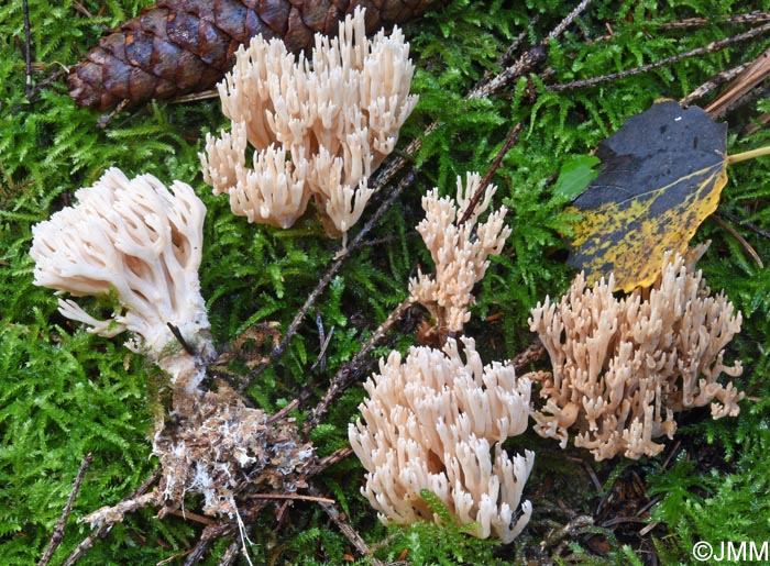 Ramaria suecica