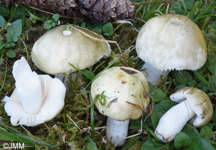 Russula aeruginea