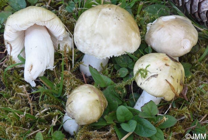 Russula aeruginea